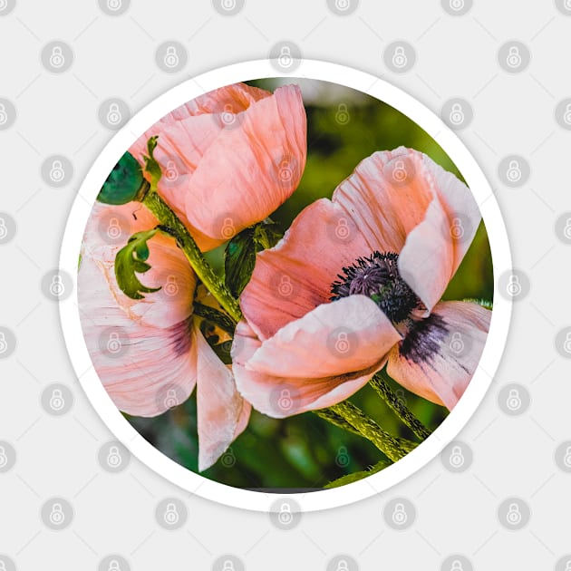 Beautiful Poppies, Flower Photograph Magnet by love-fi